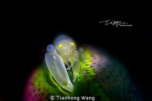 LIGHT UP MY HOUSE by Tianhong Wang 